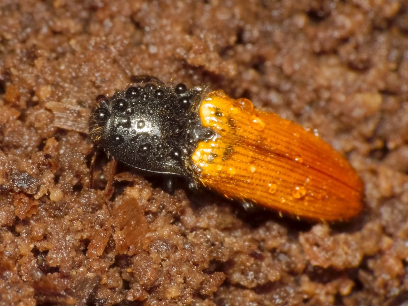 Ampedus (Ampedus) nigroflavus (Goeze, 1777)